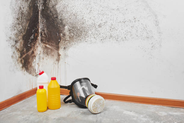 Professional Mold Inspection, Removal & Remediation in Lees Summit, MO